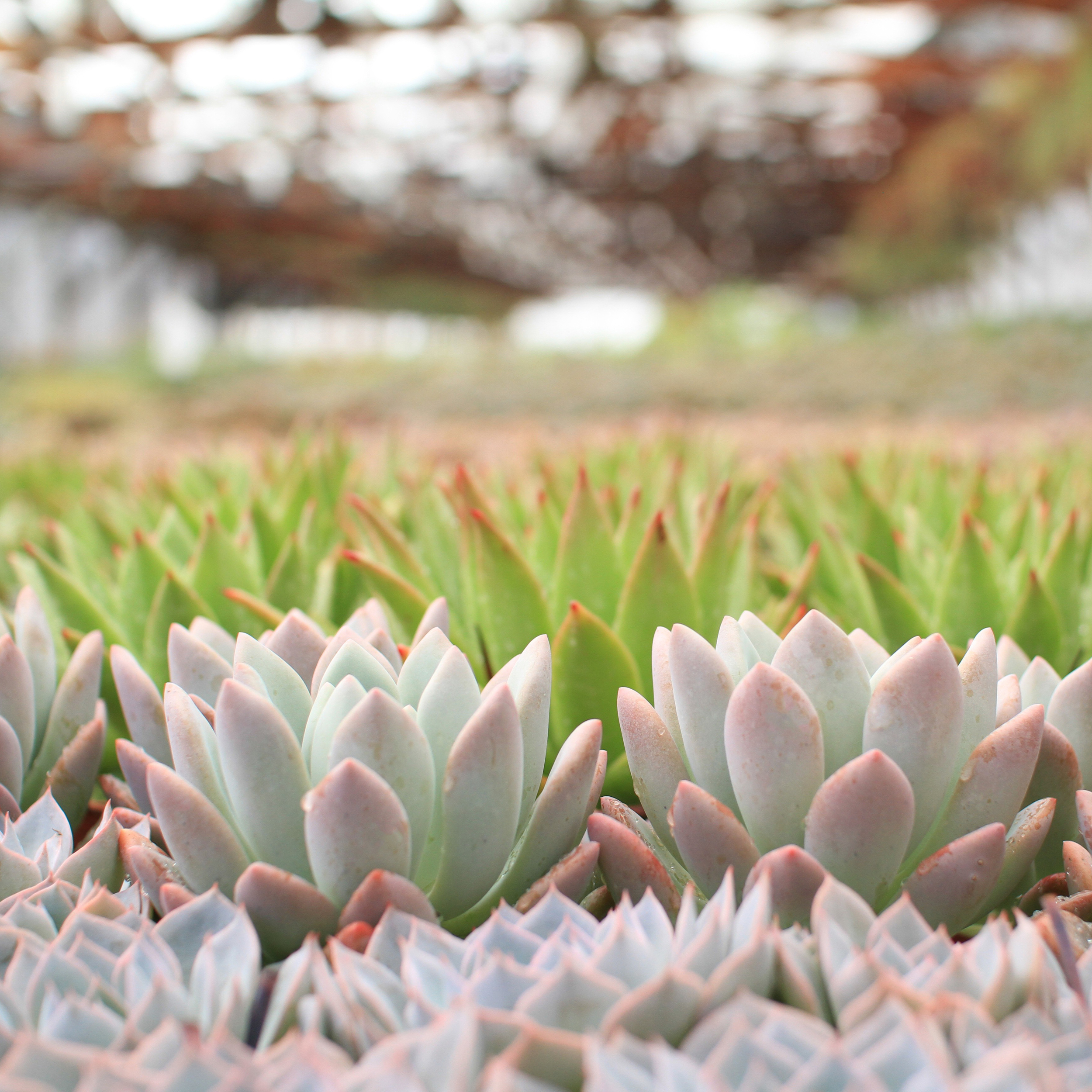 Rancho Vista Nursery: Quality Cactus &amp; Succulents